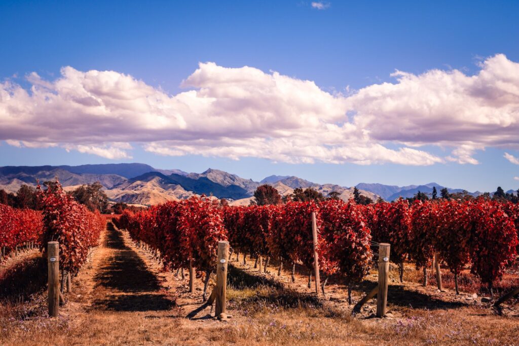 autumn colorful vineyards in marlborough wine country nz Enoturistica - Le migliori destinazioni enoturistiche del 2023: esperienze indimenticabili tra vigneti e cantine