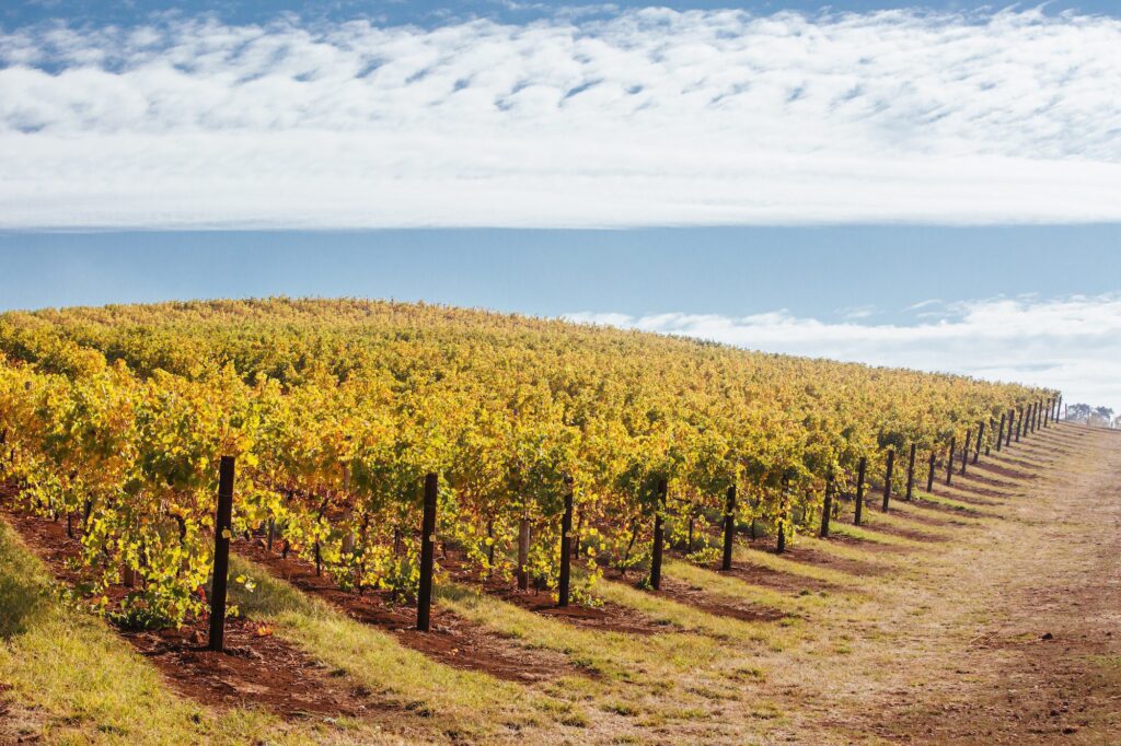 king valley vineyard in australia Enoturistica - Le migliori destinazioni enoturistiche del 2023: esperienze indimenticabili tra vigneti e cantine