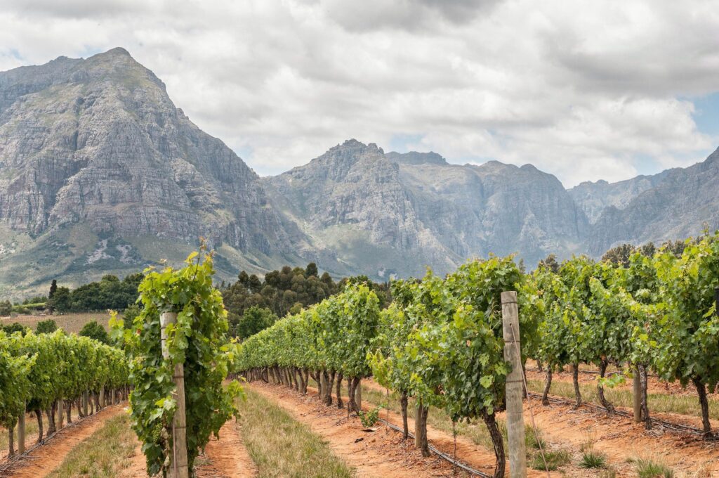 view of vineyards near stellenbosch Enoturistica - Le migliori destinazioni enoturistiche del 2023: esperienze indimenticabili tra vigneti e cantine