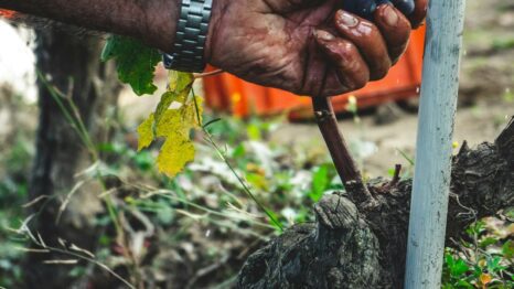 grandi-langhe-2024-a-torino,-vini-e-nuovi-scenari-nel-rispetto-del-territorio