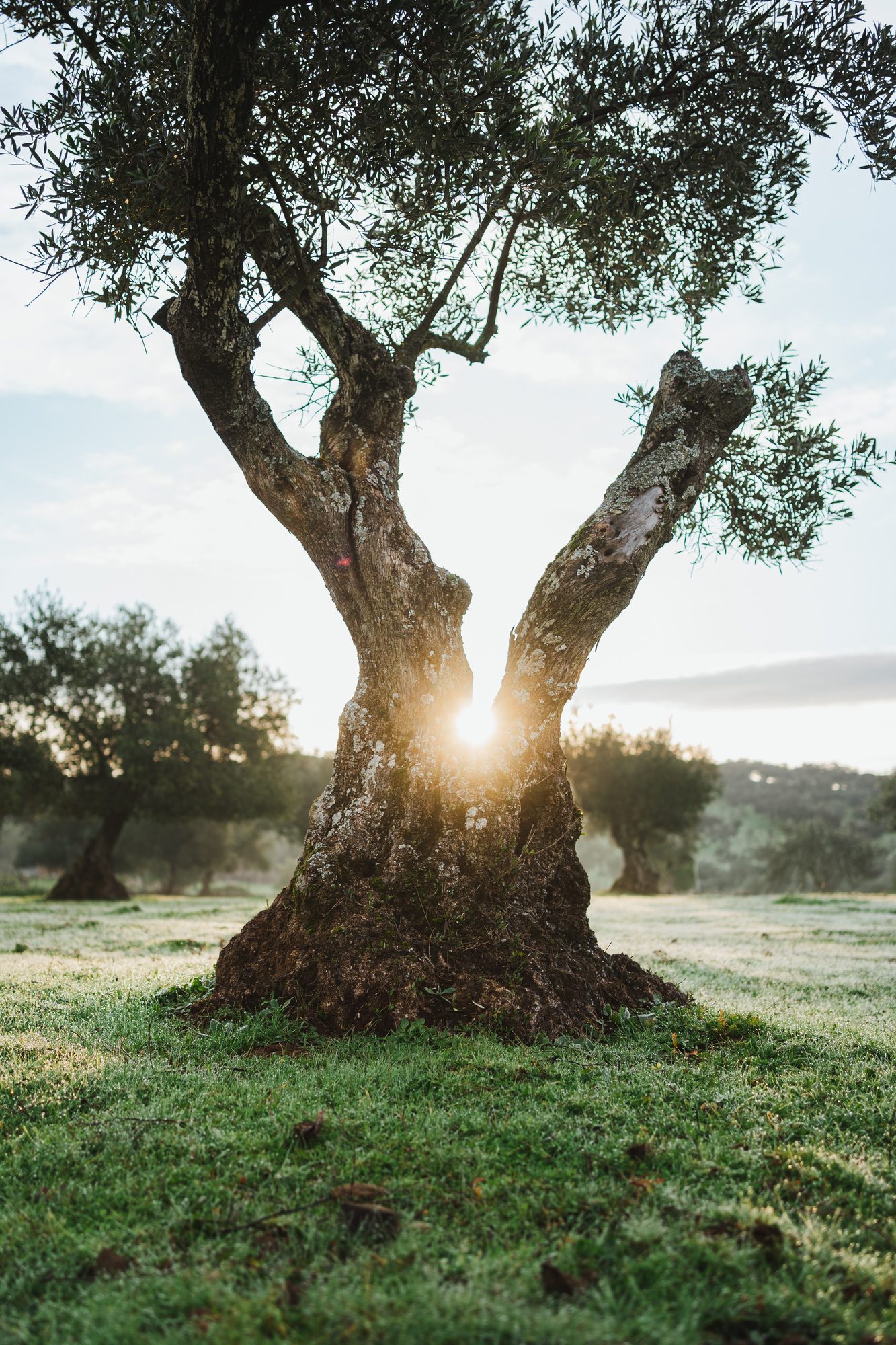 Consulenza - 1 - Turismo del Vino in Toscana Old olive tree in the country side