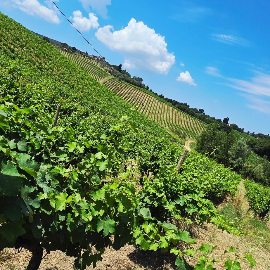 Wine tour "Il Palagetto" - 2 - Turismo del Vino in Toscana Wine tour "Il Palagetto" - 1 - Turismo del Vino in Toscana