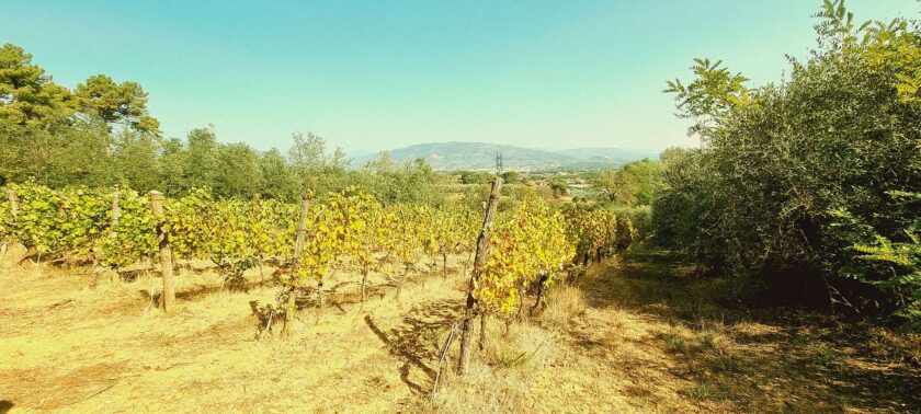 WineTrek a Montecarlo - 1 - Turismo del Vino in Toscana