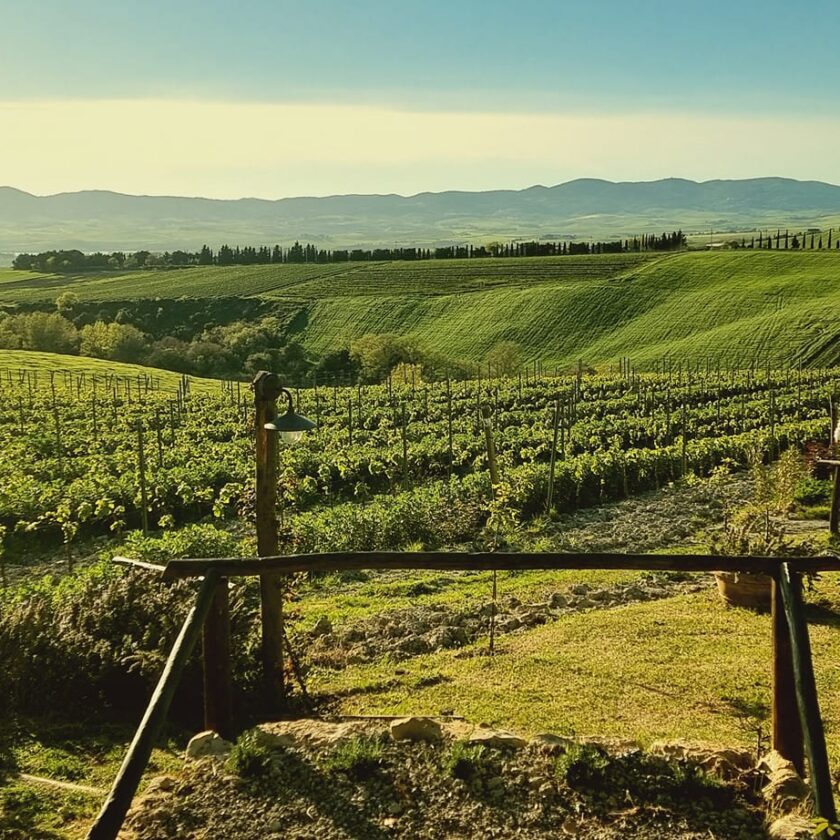 Gianni Moscardini Winery - 7 - Turismo del Vino in Toscana