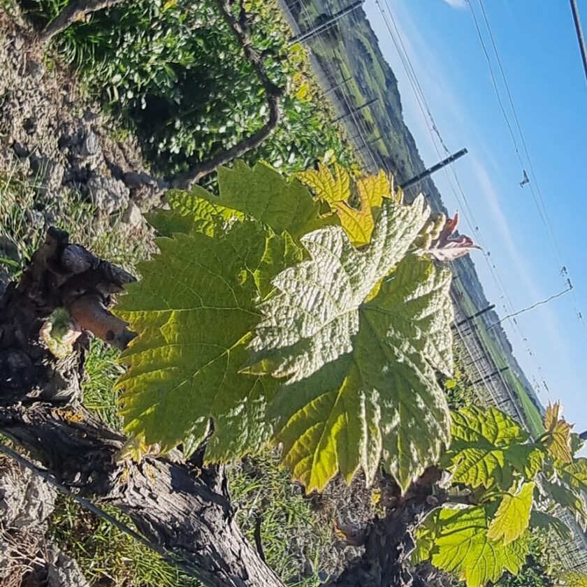 Gianni Moscardini Winery - 3 - Turismo del Vino in Toscana