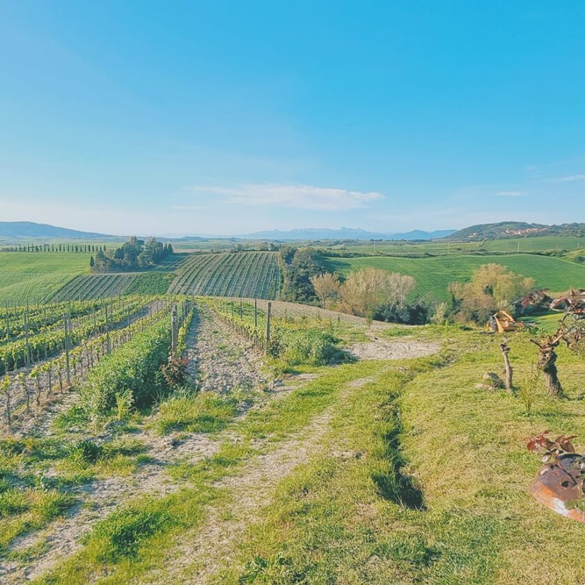 Gianni Moscardini Winery - 2 - Turismo del Vino in Toscana