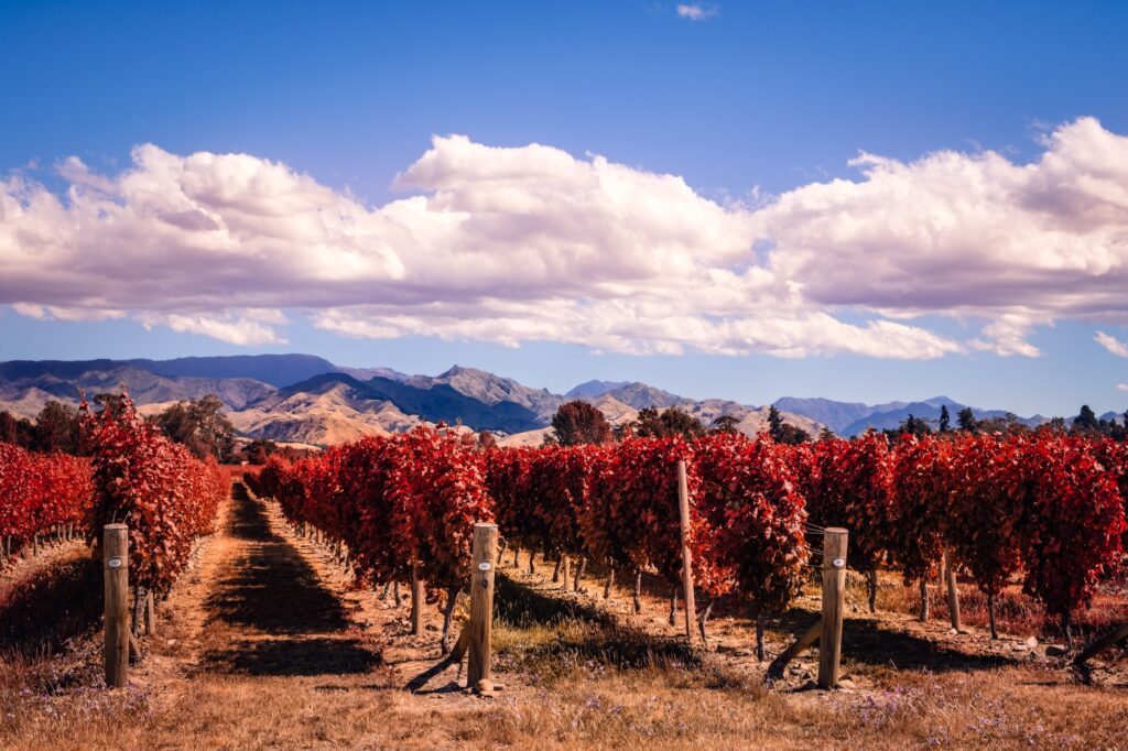 Le migliori destinazioni enoturistiche del 2023: esperienze indimenticabili tra vigneti e cantine - 5 - Turismo del Vino in Toscana