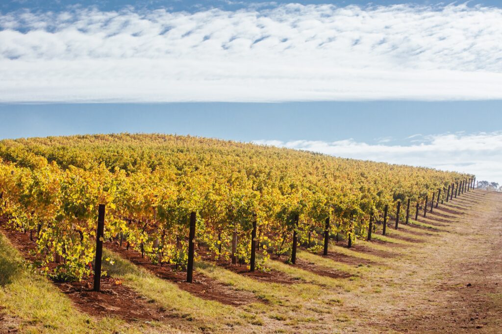 Le migliori destinazioni enoturistiche del 2023: esperienze indimenticabili tra vigneti e cantine - 12 - Turismo del Vino in Toscana