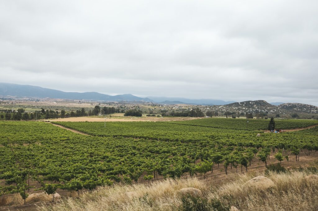 Wineries in Valle de Guadalupe of Mexico