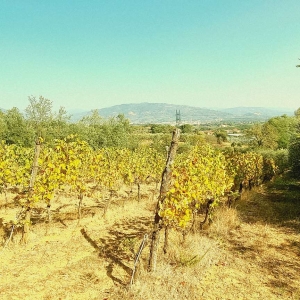 Gli eventi passati - 18 - Turismo del Vino in Toscana