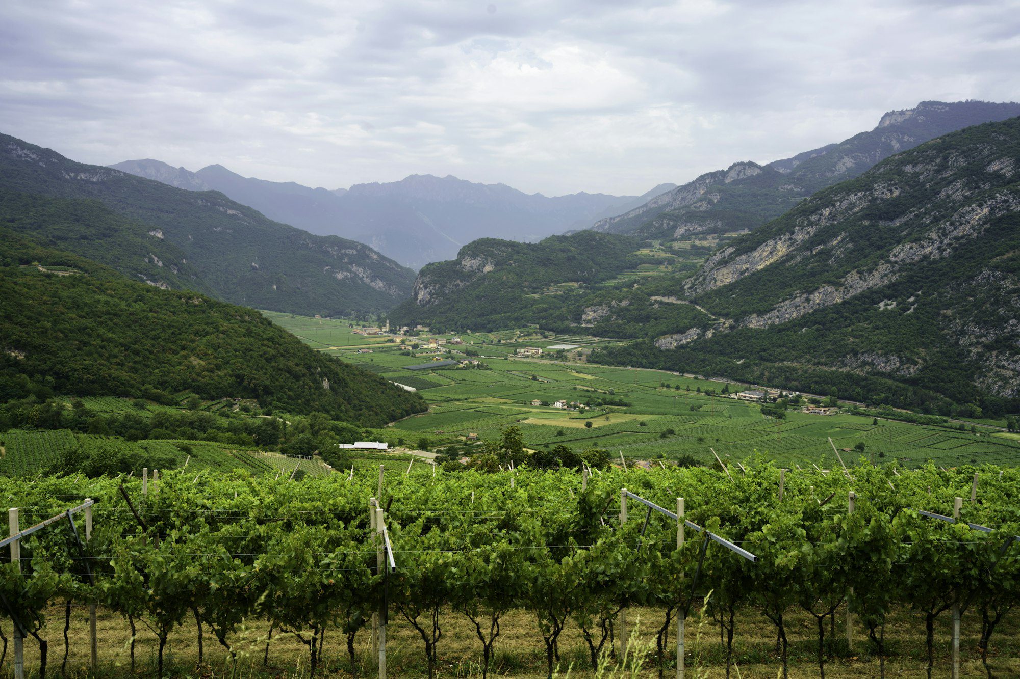 Vineyards on the hills near Mori, Trento, Italy