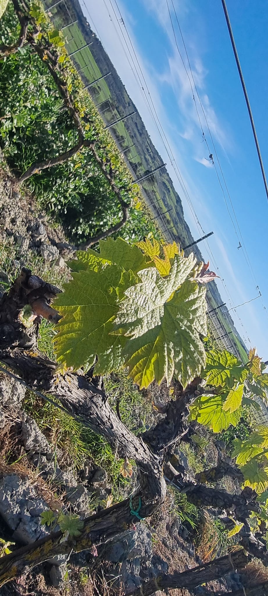 Gianni Moscardini Winery - 16 - Turismo del Vino in Toscana