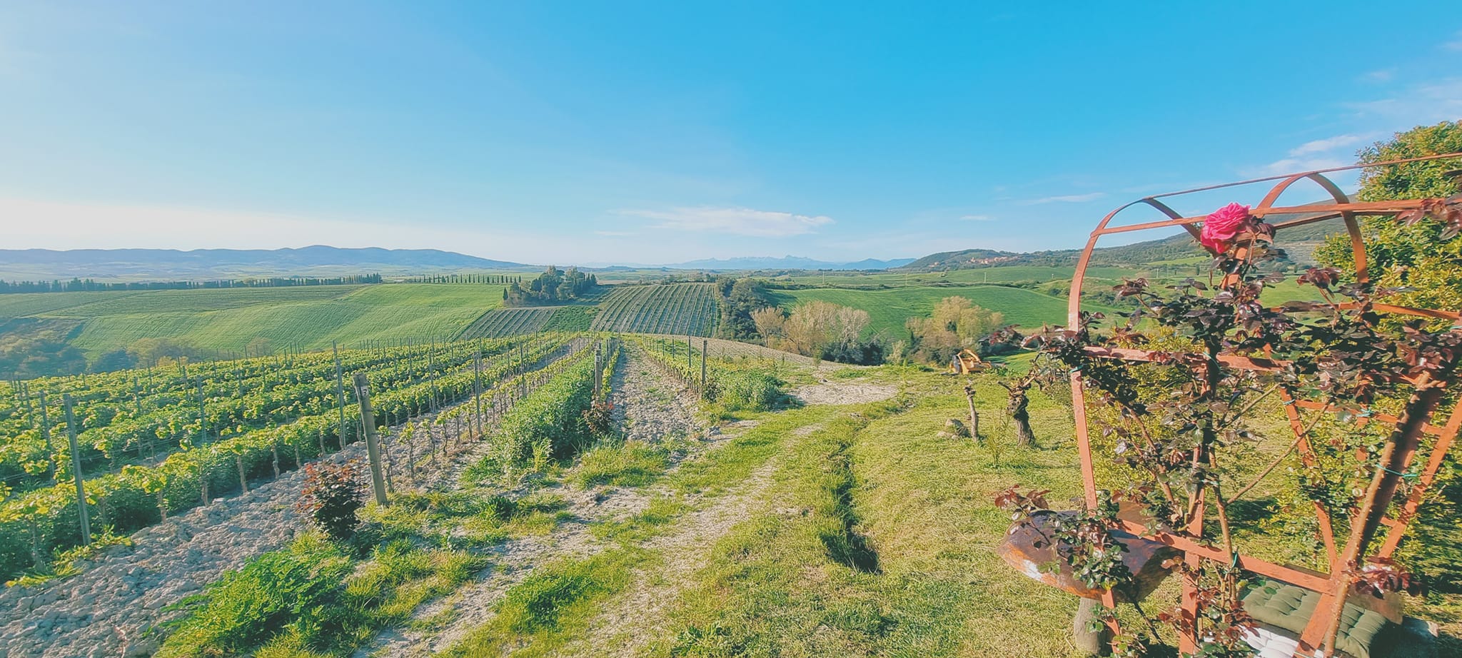 Gianni Moscardini Winery - 14 - Turismo del Vino in Toscana