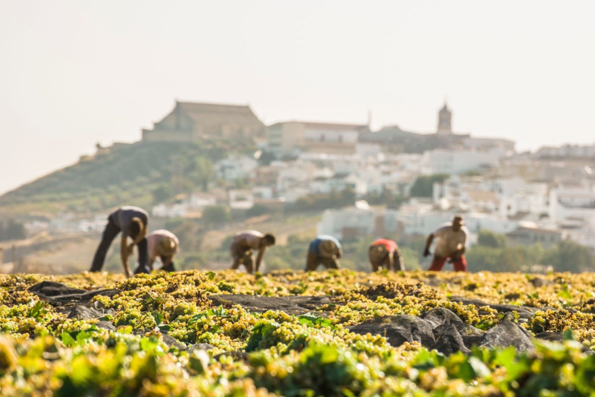 il-settore-del-vino,-pilastro-del-pil-dell'ue:-vale-130-miliardi-di-euro