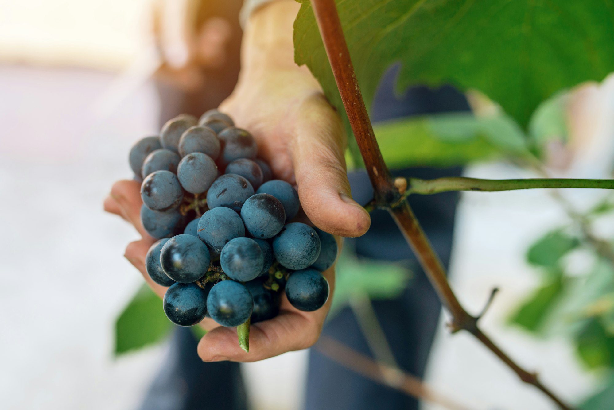 Female viticulturist harvesting grapes in grape yard