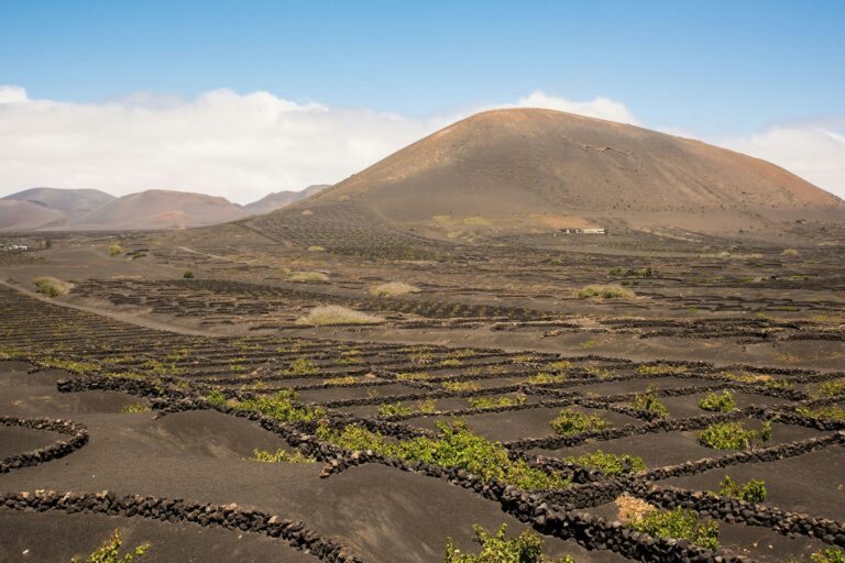 Lanzarote wines