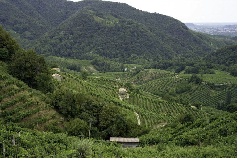 Vineyards along the Road of Prosecco e Conegliano Wines