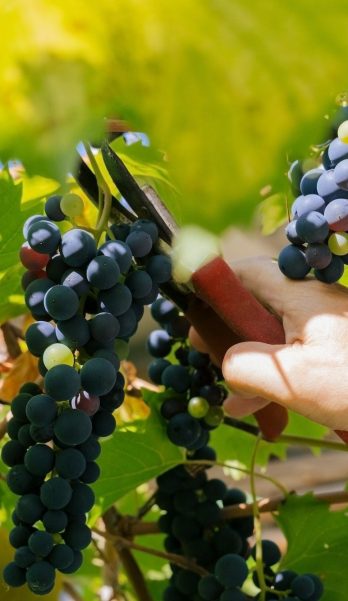 close up of male hands with pruning shears cutting a bunch of red grapes, winemaking and harvesting