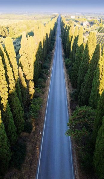The cypress-lined avenue that leads from San Vito to Bolgheri Italy The cypress-lined avenue that leads from San Vito to Bolgheri Italy